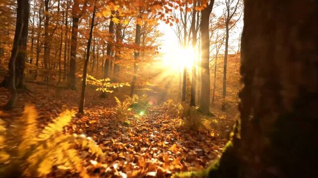 Low angle view of sun shining through autumn trees in a forest with golden foliage and fallen leaves