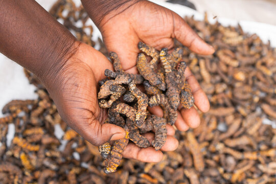 Hands holding traditional african dried mopane worms