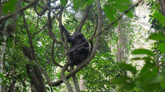 Wild chimpanzee resting on liana in rainforest before climbing up to canopy. Animal natural habitat of this great ape is lush. Green jungle of equatorial africa