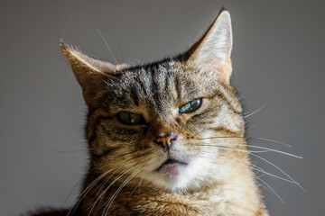 Portrait of a domestic tabby cat © serge