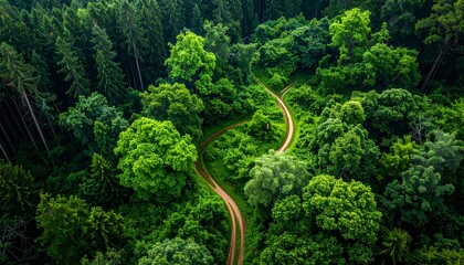 Scenic aerial view of winding forest path amidst lush green trees symbolizing nature and adventure in wilderness.