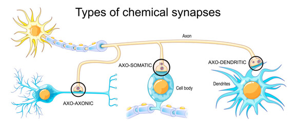 Types of chemical synapses. Neural communication. Transmission of the nerve signal between neurons