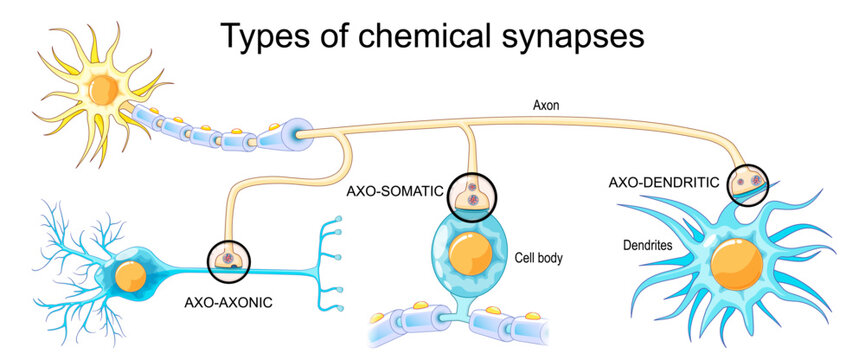Types of chemical synapses. Neural communication. Transmission of the nerve signal between  neurons