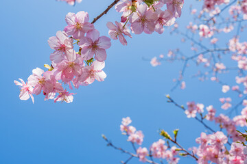 Pink cherry blossoms against blue sky with copy space