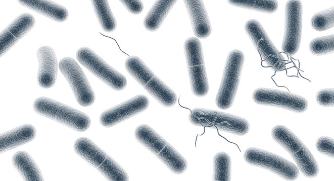 Medical Scientific 3D Photo-realistic Illustration: Rod-shaped Bacteria (Bacilli)