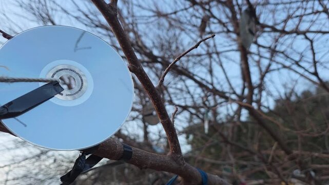Innovative orchard pest control using reflective cds to protect fruit trees from birds, showcasing a sustainable and creative farming bird repellent technique