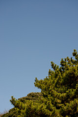 Obraz premium Pine Tree and Clear Sky Contrast, Japanese Landscape