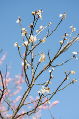 A vertical composition of white plum blossoms blooming beautifully against a natural green background. Bathed in spring sunlight, these flowers convey a fresh and serene atmosphere typical of Japan.