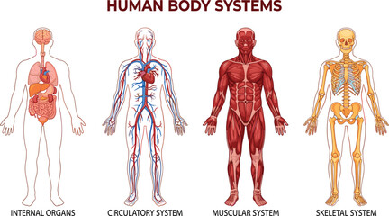 Human body systems anatomical illustration internal organs circulatory muscular skeletal systems detailed colorful diagram medical education anatomy vector chart