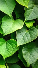 Lush Green Heart-Shaped Leaves Pattern Background, Fresh Foliage Growth, Nature and Beauty