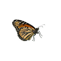 Obraz premium Monarch butterfly in flight On Transparent Background