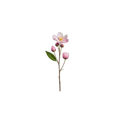 Pink flower with buds On Transparent Background