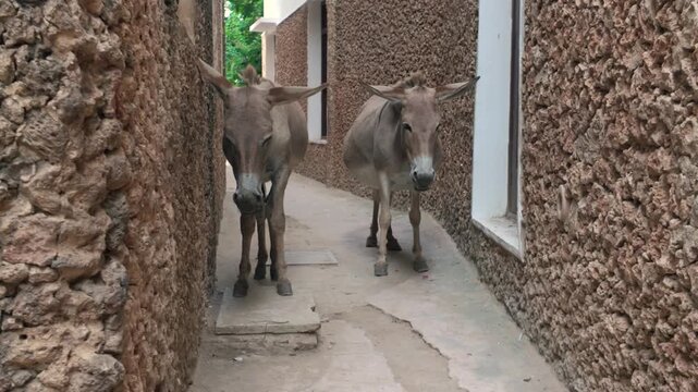 Donkeys in a narrow street, Lamu County, Shella, Kenya