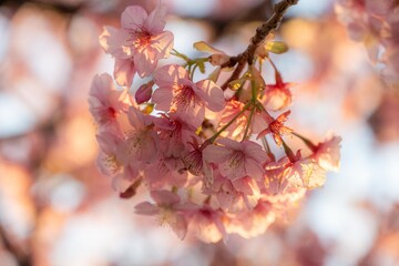 三浦半島の満開の河津桜