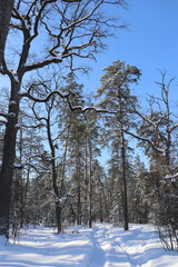 Snowy path through winter forest with twisted trees