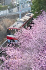三浦半島の満開の河津桜