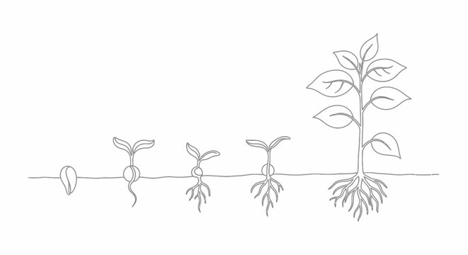 Life Cycle of a Plant: From Seed Germination to Mature Plant Growth