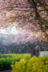 三浦半島の満開の河津桜