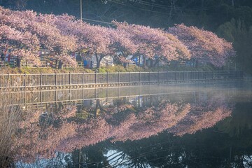 三浦半島の満開の河津桜