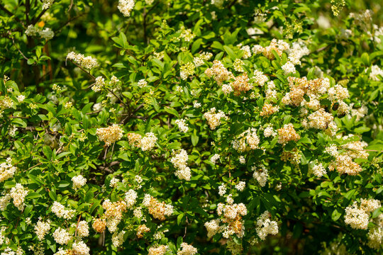 Blooming Common Privet Bush (Ligustrum vulgare) with White Flowers