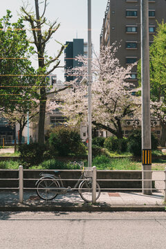 White bicycle parked by cherry blossoms in urban Osaka park in spring