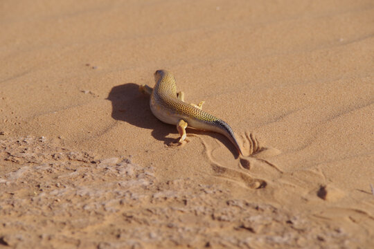 Sandfish Skink (Scincus scincus) crossing rippled sand dunes in the northern Sahara Desert, Algeria, during spring