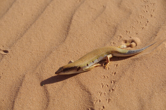 Sandfish Skink (Scincus scincus) crossing rippled sand dunes in the northern Sahara Desert, Algeria, during spring