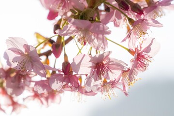 三浦半島の満開の河津桜
