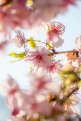 三浦半島の満開の河津桜
