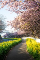 三浦半島の満開の河津桜