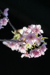 三浦半島の満開の河津桜