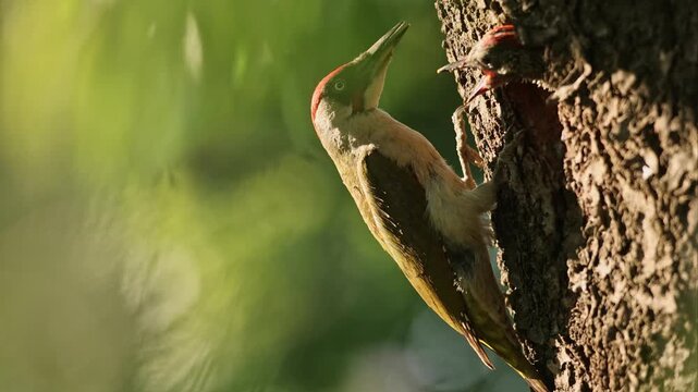 Green woodpecker (Picus viridis) feeding young chick with ant larvae in nesting cavity
