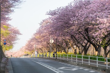 三浦半島の満開の河津桜