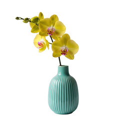 Vibrant yellow orchids with delicate pink centers placed in textured turquoise ceramic vase isolated on transparent background