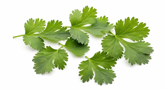 Fresh cilantro leaves on white background for cooking and herbs