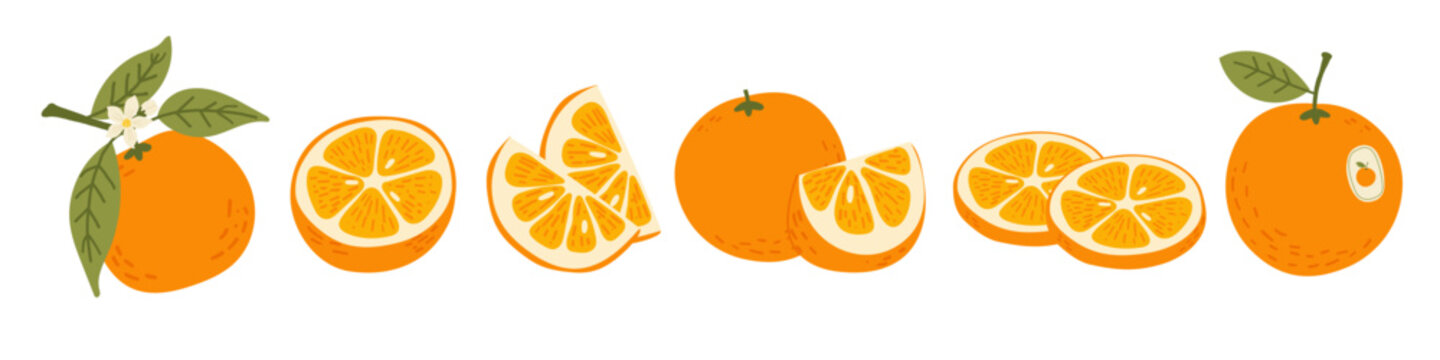 Fresh orange fruit set with leaves, flowers, ripe oranges whole and sliced. Collection of ripe citrus elements. Vector food illustration isolated on white background