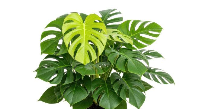 Vibrant Monstera Deliciosa Plant, Photo-realistic for Nature  Home Decor Projects