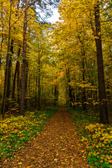 Obraz premium Forest path in autumn park covered with falling leaves. Beautiful woodland landscape during fall season for nature background.