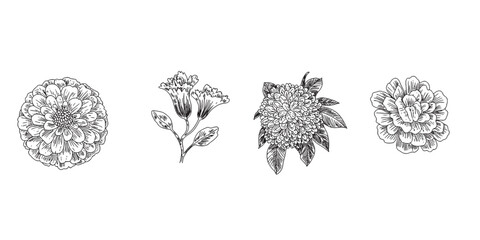 Black Sketch of Flowers Isolated on White Background. set of flowers vector illustration of a plant design hand draw flower set design © Amena