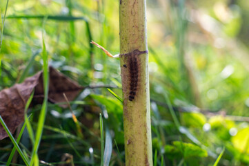Brown hairy caterpillar on a plant
