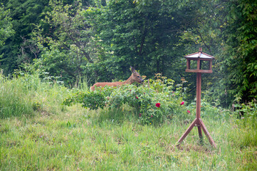 A deer eats the roses in a green garden
