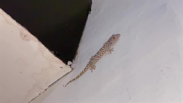 Tokay gecko with orange spots climbing on a white wall at night