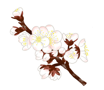 初春の頃、美しく咲く白梅の花と蕾