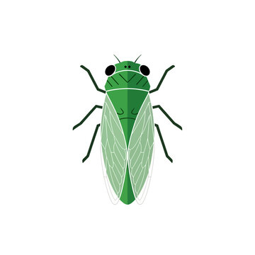 Flat Design Green Cicada or Leafhopper Insect Icon Vector Illustration on White Background