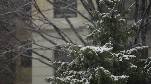 Pine Tree on New York City Street with snow beginning to accumulate