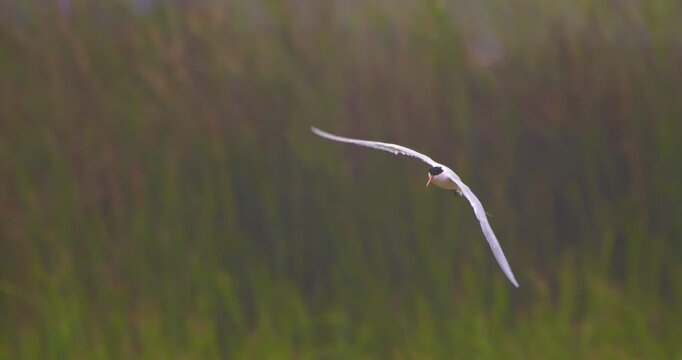 Elegant tern circling in flight before landing near other terns in wetland, Pantanos de Villa, Peru
