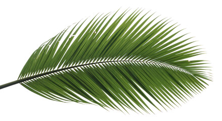 Realistic Tropical Palm Leaf Frond Isolated on Black - Nature and Summer Design Element