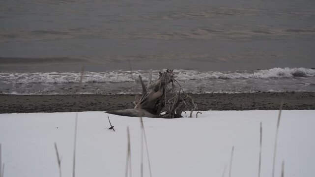 波打ち際の雪原と流木