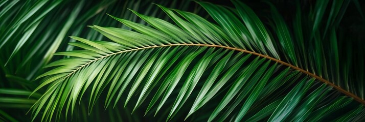 Fototapeta premium Lush Tropical Palm Leaves Create a Stunning Natural Pattern in a Vibrant Abstract Background Image