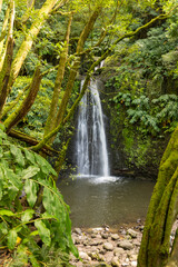 A waterfall is surrounded by trees and moss